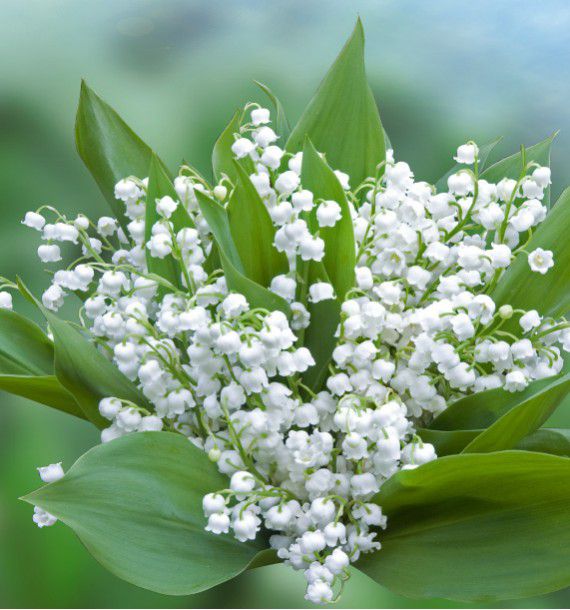 Bon 1er mai !