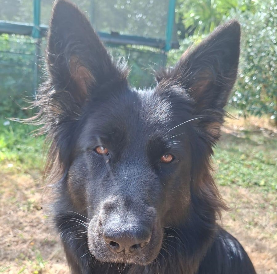 Saint Roch, patron des maîtres-chiens (16 août 2025)