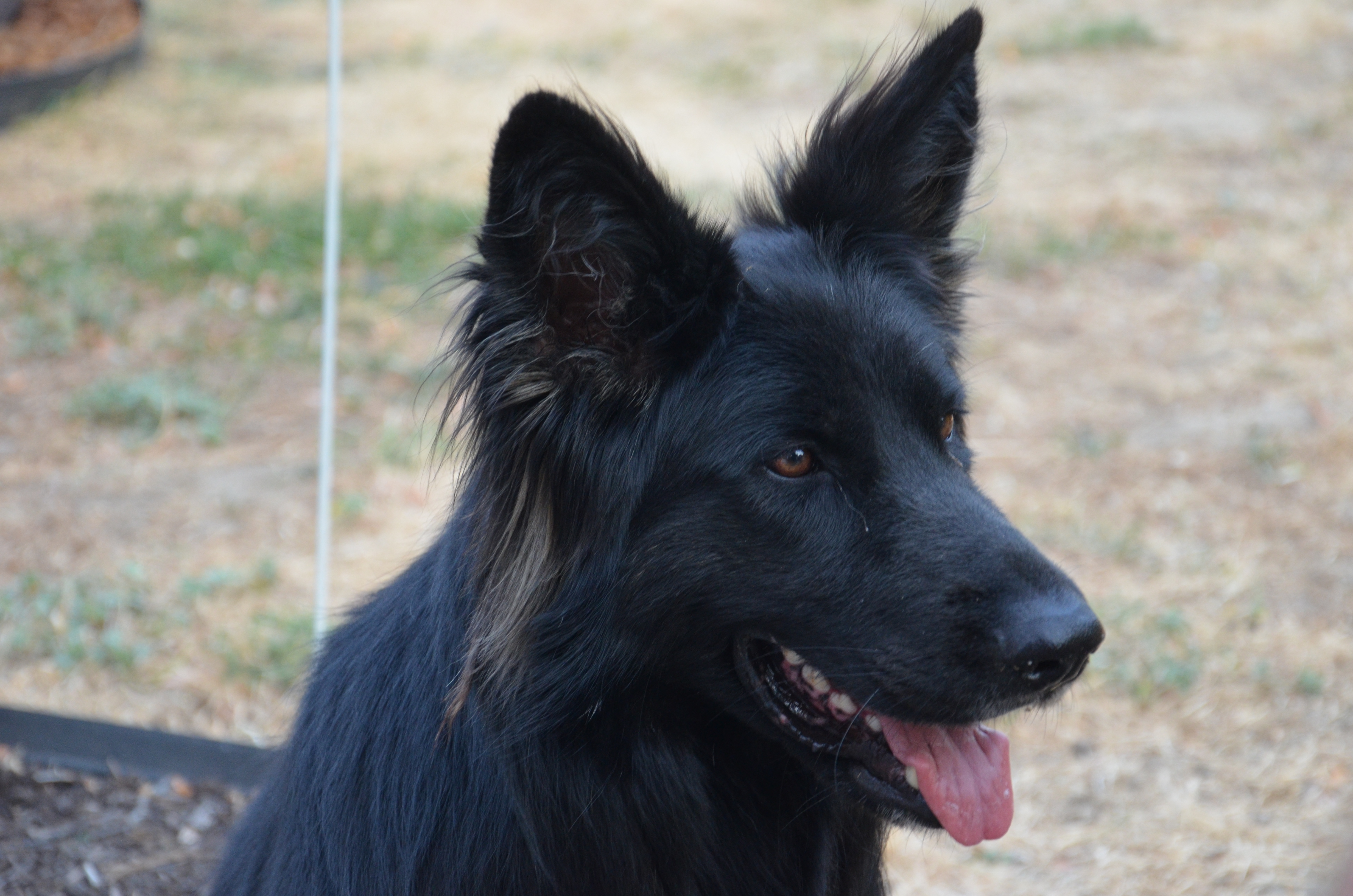 16 août 2026, fête des maîtres-chiens
